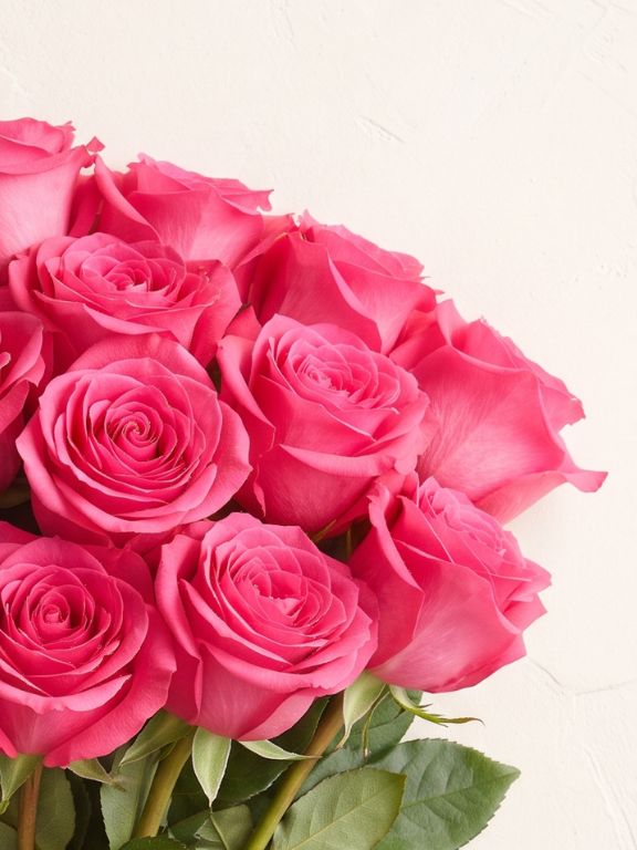  HOT PINK ROSES